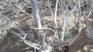 Gran Canaria – Public fun on the beach and Dunes – Caught a lot of times